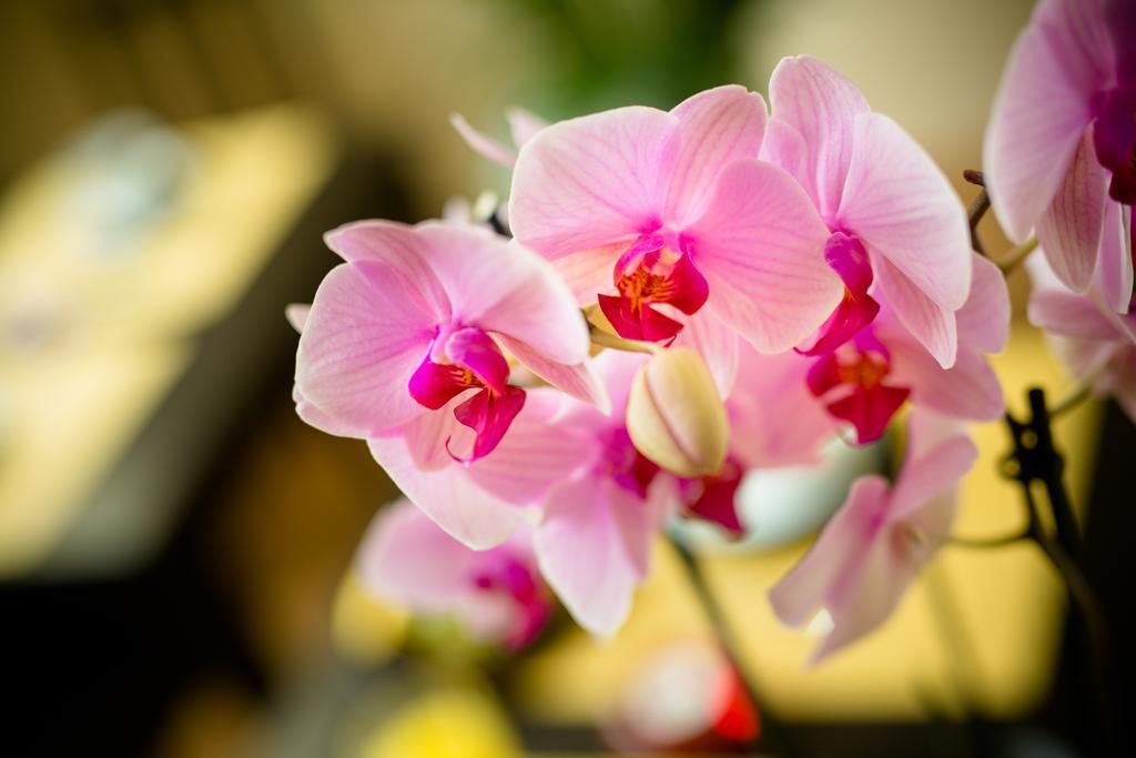 Locanda Orchidea Floransa Dış mekan fotoğraf